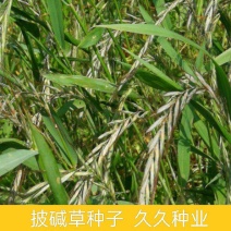 披碱草种子四季庭院护坡固土观叶冬季家畜牧草种籽