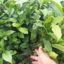 岑溪茶叶苗，岑溪大叶种茶苗，岑溪六堡茶苗，岑溪茶叶种植苗