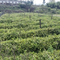藤县茶叶苗，藤县六堡茶苗，蒙山茶叶苗，藤县茶叶苗基地