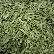 北镇油豆大量上市一点红质量好颜色好产地代办