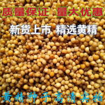精选黄精种子去皮净籽老虎姜种子姜型甜黄精提供播种技术