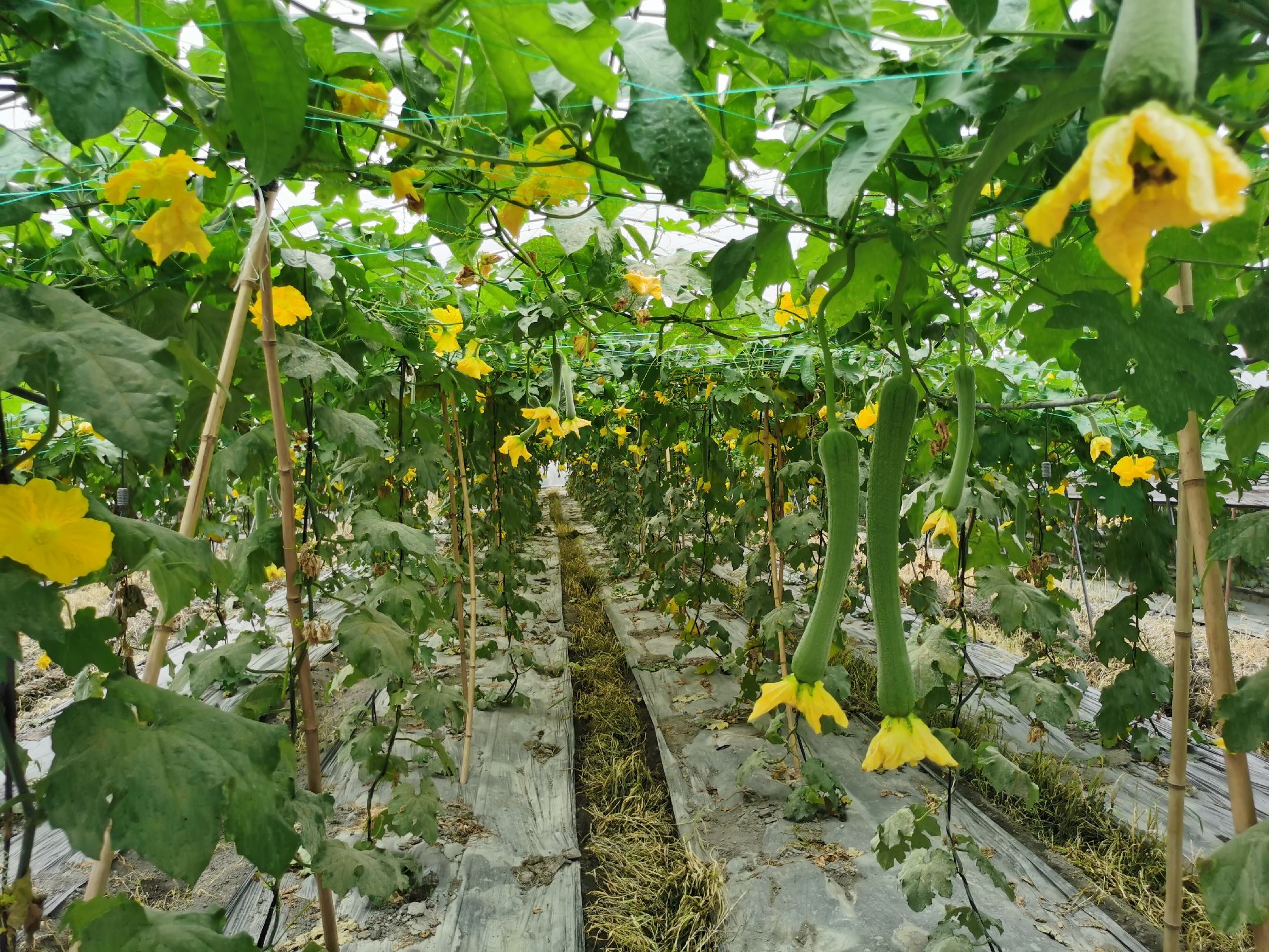 丝瓜田间生长实景