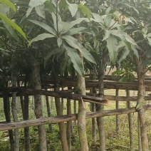 芒果绿化苗木