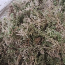 长年出售海花草《水苔》