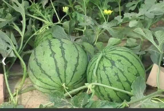 三类小型西瓜并排摆放:左侧为黄瓤特小凤,中间为红瓤早春红玉,右侧为双色渐变瓤品种;每颗西瓜均被切开展示内部果肉颜色差异,背景为田园农场环境 小型西瓜对比图