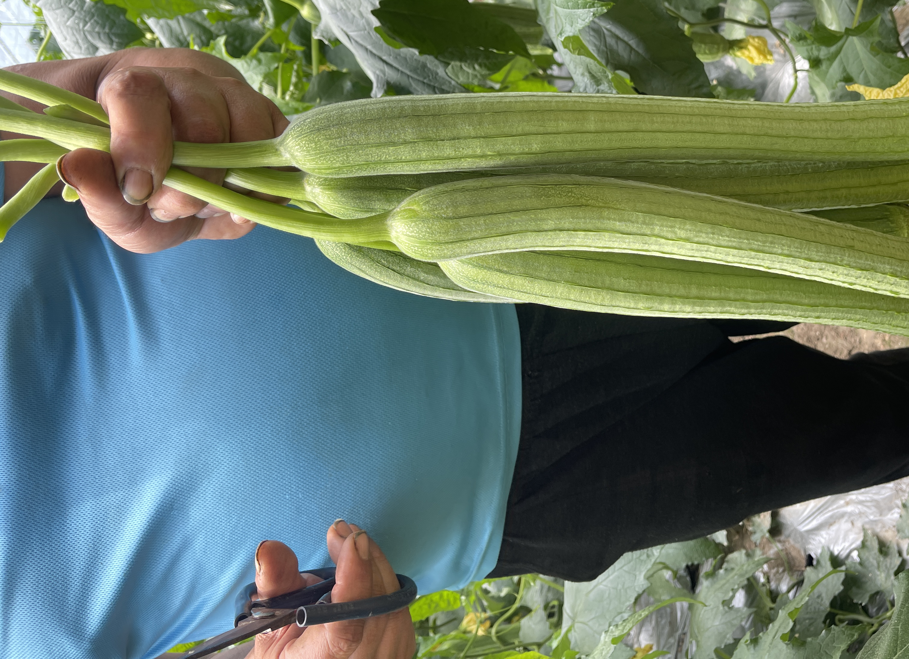 南瓜梗的采摘场景