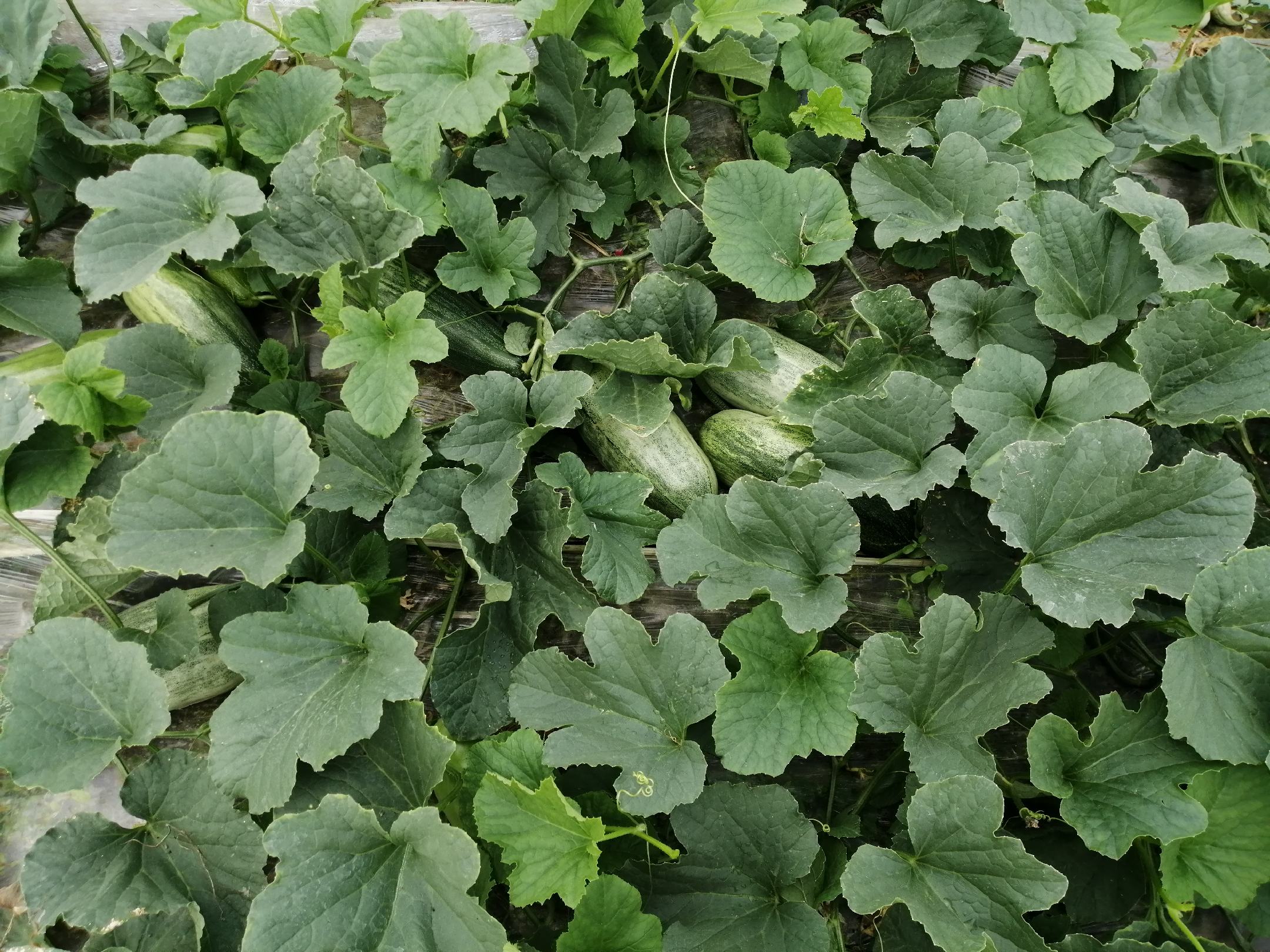 展示大面积种植的甜羊角蜜哈密瓜田地,藤蔓繁茂,果实挂满枝头 甜羊角蜜哈密瓜种植基地
