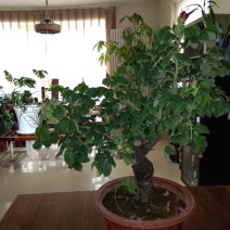 源头产地！翠屏山下玉带河畔，黄河岸边重瓣玫瑰。