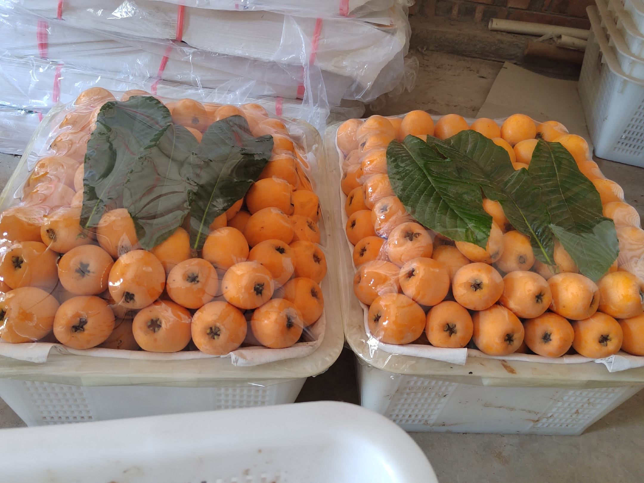 大五星枇杷特写