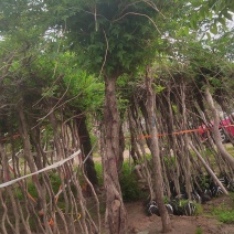 凌霄12345678小苗大量供应凌霄树各种花果树直供