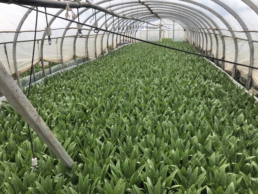 紫红开叉油麦菜在塑料大棚中种植