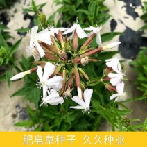 肥皂草种子石碱花种子多年生花种花籽四季易活景观花海