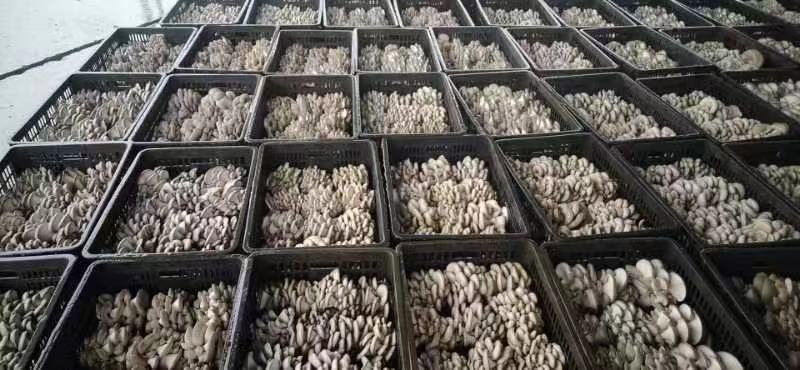 平菇在电商平台销售展示图