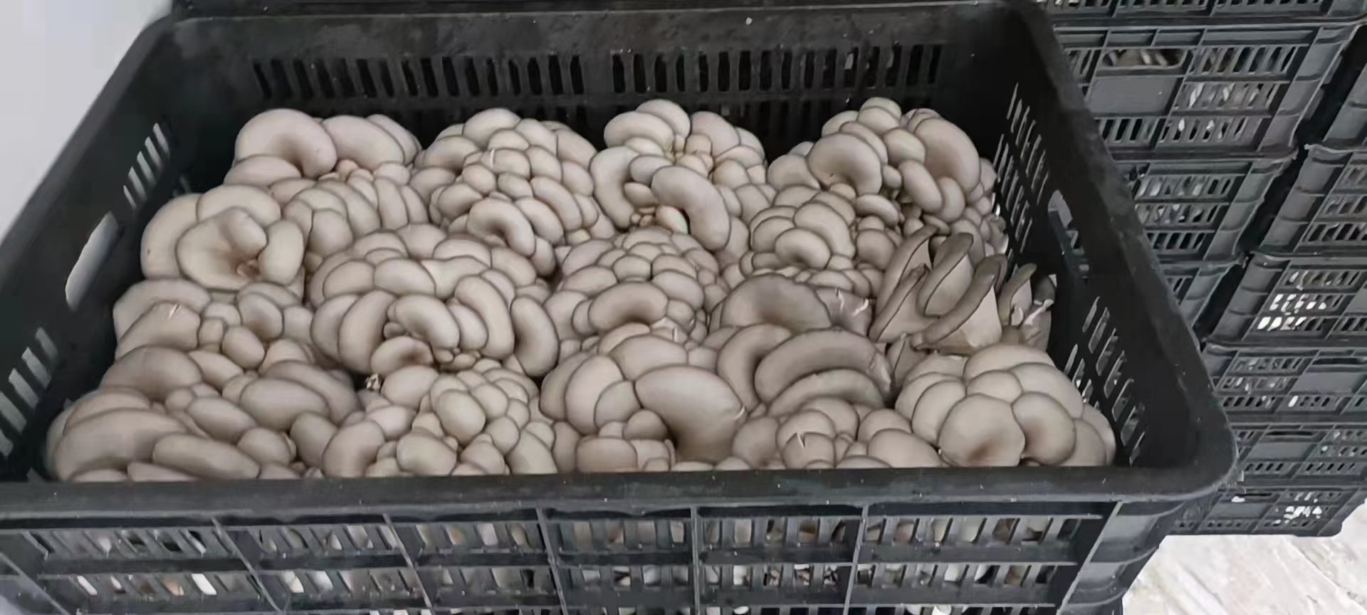 新鲜采摘的平菇装箱待发