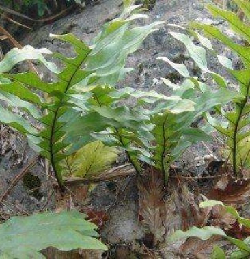 [巴岩姜批发]巴岩姜价格14.00元/斤 - 一亩田