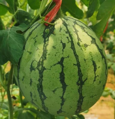 [西瓜批发]百翠玲西瓜上市价格2.40元/斤 - 一亩田