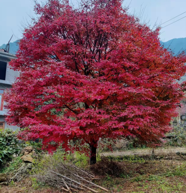 日本红枫中国红枫绿化工程专用苗圃直发支持视频看货