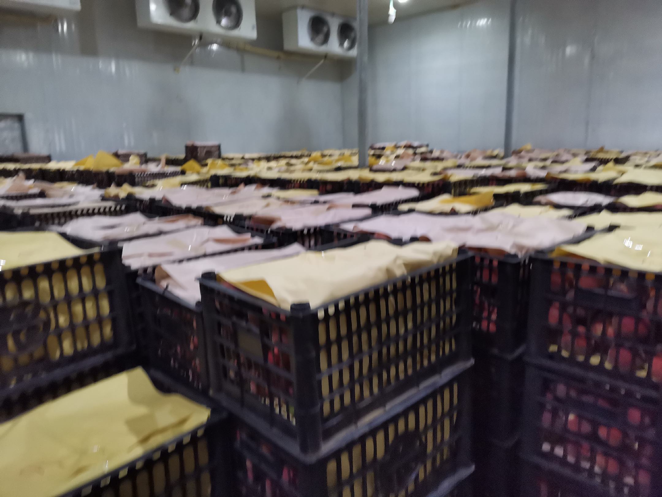 展示红不软桃在高温、低温、常温等不同储存条件下果肉和果皮的变化情况 红不软桃在不同储存条件下的品质变化