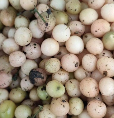 地苦胆种子金果榄种子深山量大从优对接全国物美价廉