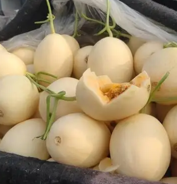 左右190斤立即订购王秋平店铺等级:4级432访客49沟通商家其他商品甜瓜