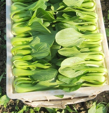 安徽太和上海青小青菜种植基地产地直发货量充足