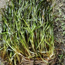 苦草
