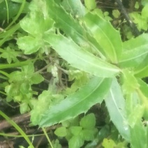 野生刺儿菜苗，野菜种苗，天然无污染，值得购买！！！！！！
