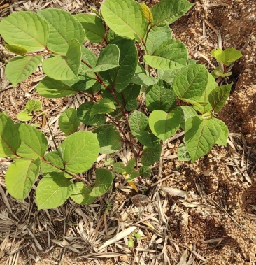 [虎杖批发]虎杖价格5.00元/斤 - 一亩田