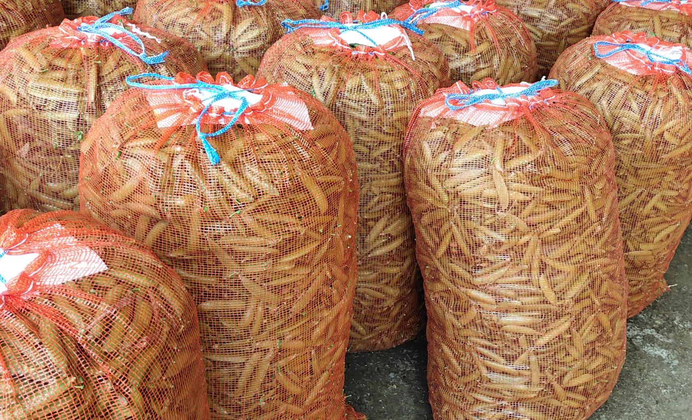 青豌豆产品展示