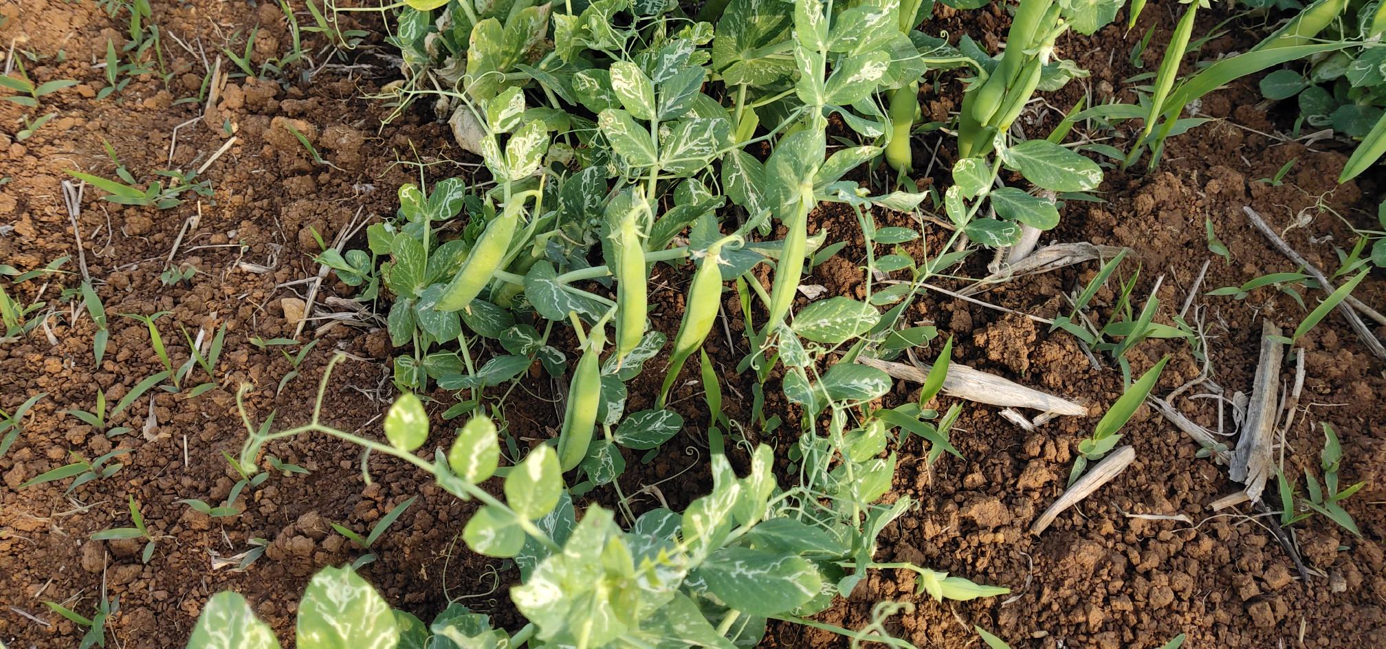 豌豆青在田间生长状态,植株整齐,豆荚饱满 豌豆青田间种植图