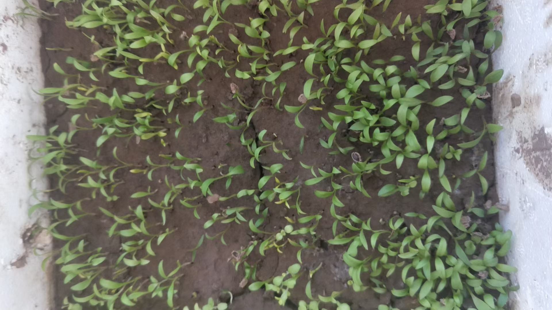 一株生长在疏松沙壤土中的黄芩幼苗,高度约3厘米,具有两片展开的卵形子叶和一对初生真叶,茎部细嫩呈淡绿色,土壤表面微湿,背景为温室育苗床,光线柔和自然 黄芩的幼苗特写