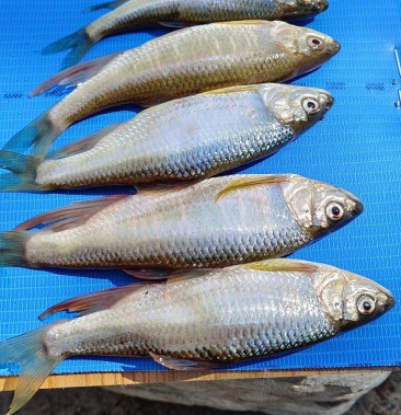 [馬口魚批發]馬口魚價格15.00元/斤 - 一畝田