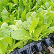 优质耐热黄心，白菜苗！