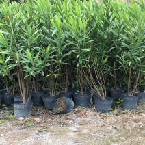 夹竹桃杯苗地被漳州夹竹桃种植基地农户一手货源低价直销批发