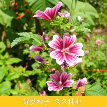 锦葵花种子荆葵四季可播易种花卉种子庭院植物多年生耐旱耐寒