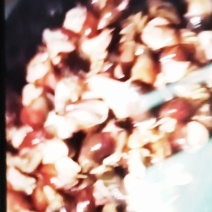 野生土蜗牛