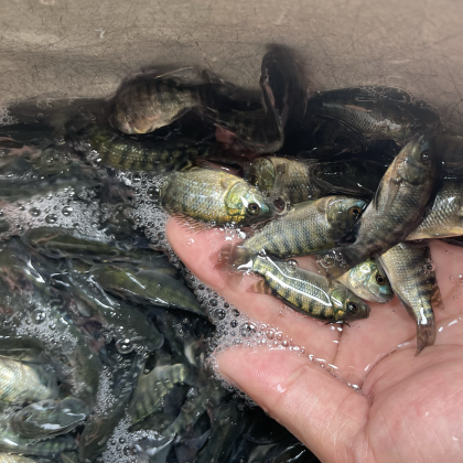 南宁吉富罗非鱼苗产地行情