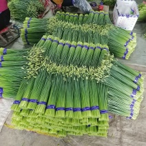 [牛]山东寿光，韭苔已上市，质量优，数量大，全国发货欢迎咨询