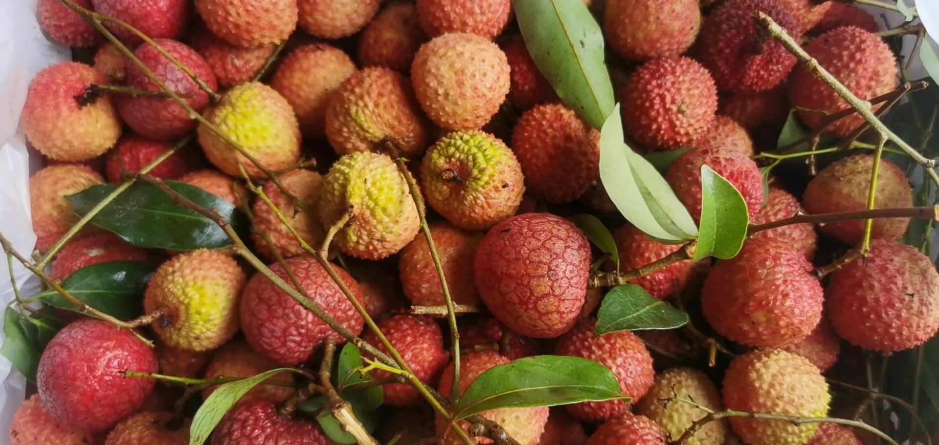 晾晒在竹席上的桂味荔枝皮在阳光下呈现红褐色光泽