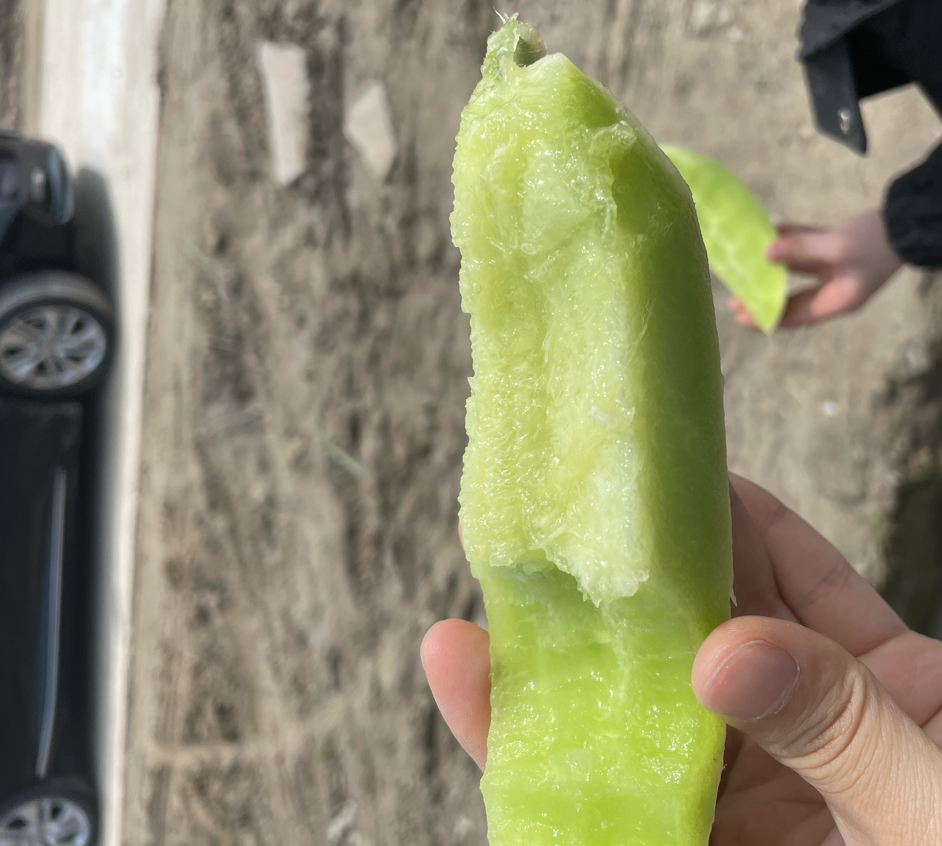 狗狗小心啃食切成小块的玉菇甜瓜