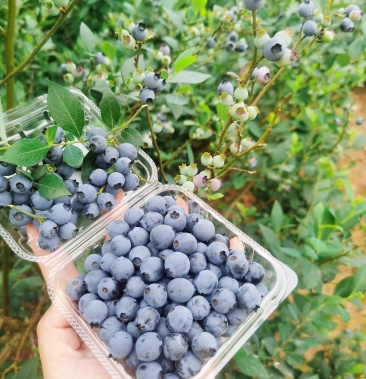 [野生蓝莓批发]云南自种自卖的小蓝雨上市.品质.诚信第一.