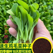 四季播蔬菜鸡毛菜种子小白菜小青菜小油菜易种活阳台盆栽菜园