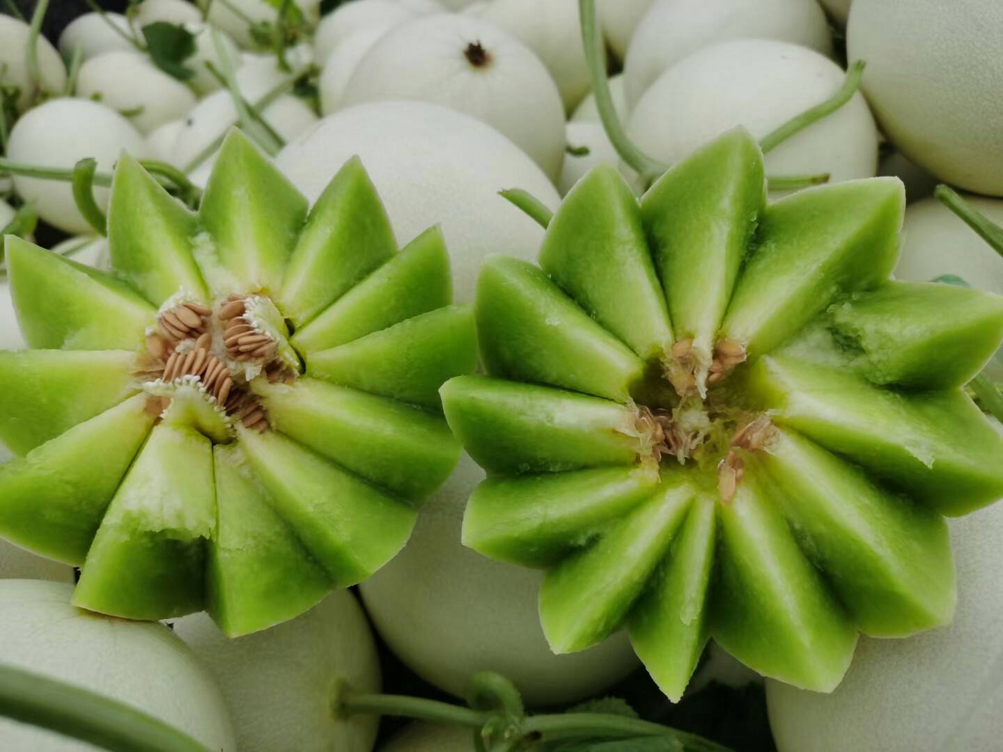 切开的玉菇甜瓜展示内部结构