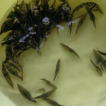 鳜鱼