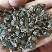 锦葵种子四季荆葵钱葵小钱花金钱紫花葵盆栽花卉马络葵种子花