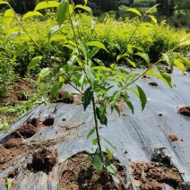 各种水果苗，李子苗，柑橘苗，枇杷树，各种绿化苗。