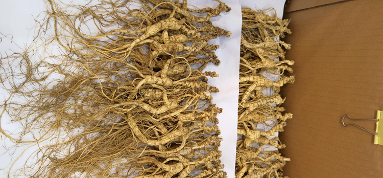 展示新鲜野山参的外观,根须完整,表皮细腻,呈现自然土黄色 野山参实物图