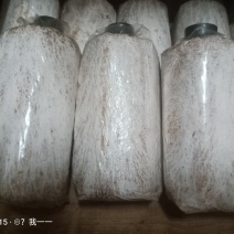 茯苓菌种
