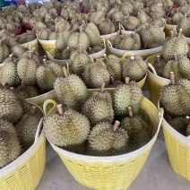 榴莲甜度高品质好应季一件代发