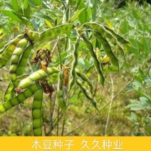 木豆种子常绿灌木园林绿化食用饲料草籽多年生耐旱耐寒观赏